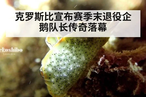 克罗斯比宣布赛季末退役企鹅队长传奇落幕